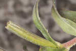 Seabeach evening primrose